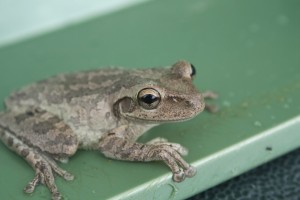 CUBAN TREE FROG