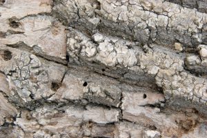 Emerald Ash Borer Damage