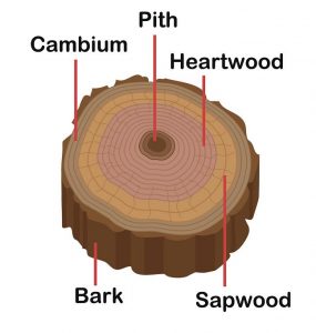 Tree Trunk Parts