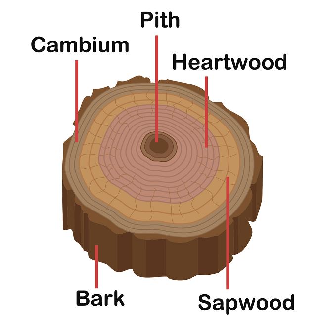 how to control emerald ash borers in the yard and garden