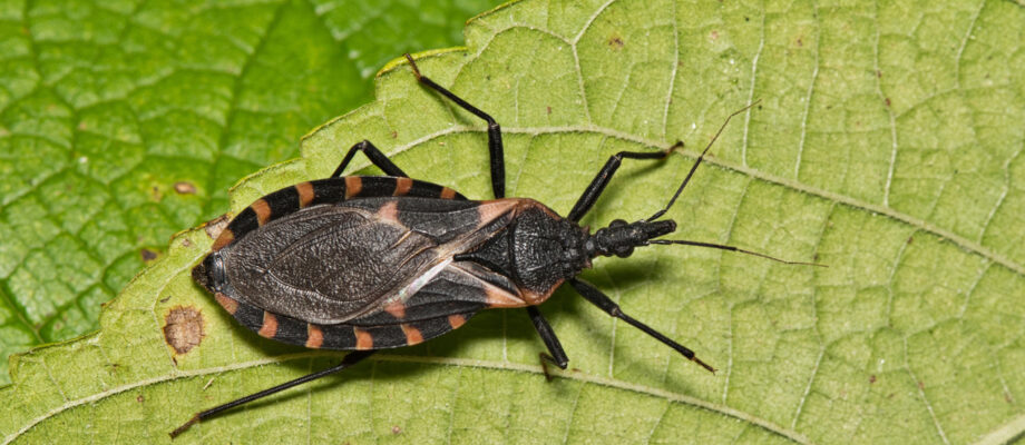 Close-up photo of a Kissing bug crawling on a leaf.