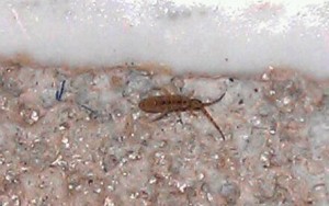 Springtail on countertop