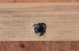 CARPENTER BEE DRILLING HOLE