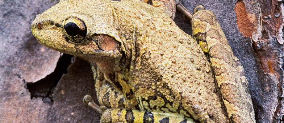 Cuban Tree Frog on my Trees