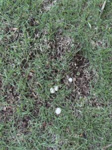 Ground Pearls surfacing in my yard!