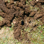 The remains of a mole tunnel and excavated dirt on a lawn
