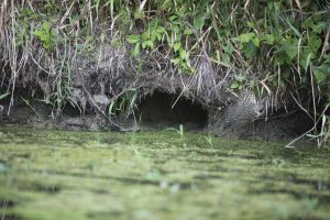 Muskrat burrows along the bank of a lake.