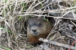 Muskrat peering out of his den