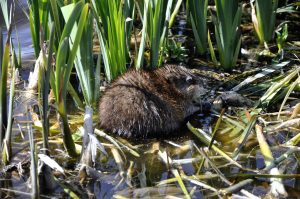 Muskrat eating fish