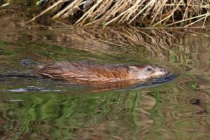 Muskrat swimming in pond