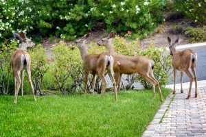 Whitedeer eating roses in suburban garden