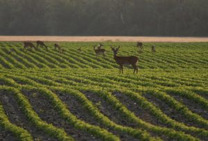 Whitetail deer eating soybean crop