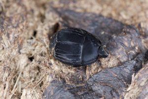 Clown beetle or Hister beetle, Histeridae on dung.