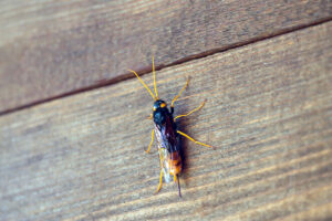 A greater horntail, Urocerus gigas, on a wooden background