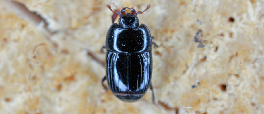 Clown beetle or Hister beetle on wood.