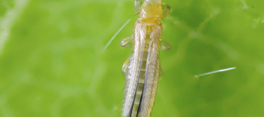 Close-up photo of a thrip on a leaf
