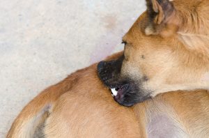 Dog biting at fleas