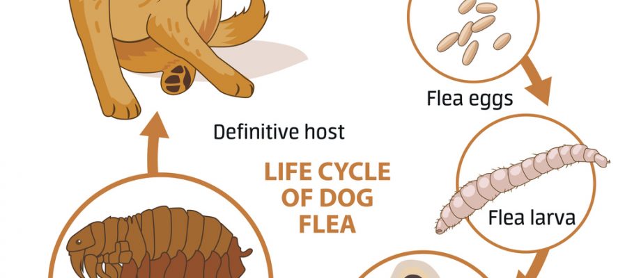 Flea Life Cycle