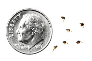 Flea size compared to dime