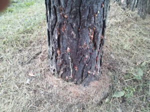 "Popcorn" pitch mass from zimmerman moth larvae