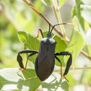 RED LEGGED LEAF FOOTED BUG