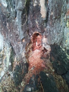 Sawdust from boring zimmerman moth larvae