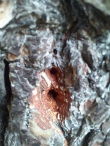 Zimmerman moth holes in tree