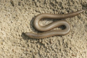 FLOWER POT SNAKE