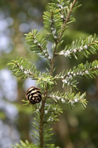 HEMLOCK INFESTED WITH WOOLLY ADELGIDS