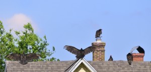 VULTURES ON ROOF