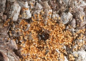 Extreme close-up of a cypress borer working on wood.