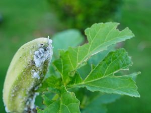 Scale eating plant