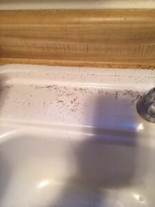 Springtails on sink