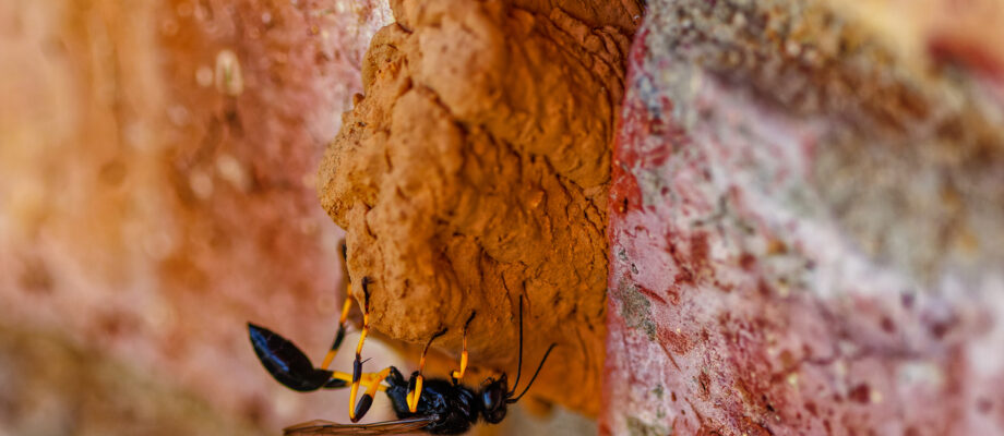 Large black and yellow mud dauber building nest on brick wall.