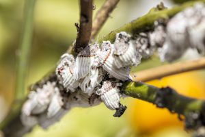 Mealybug closeup on citrus tree