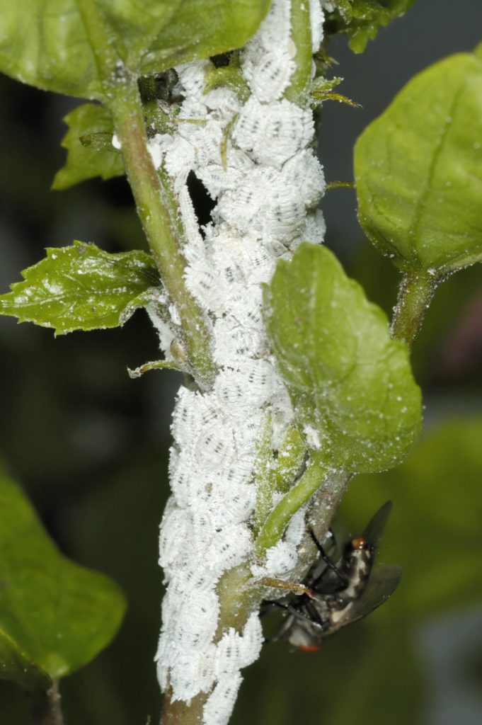 mealybug spray and control treatments for plants in the yard and home