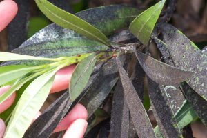 Sooty black mold on Oleander caused by mealybug infestation