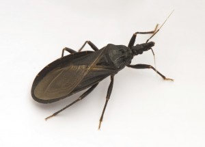 CHAGAS BUG AKA: KISSING BUG