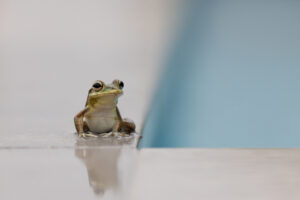 Cuban tree frog on my house