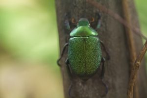 Green June Bug