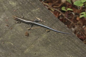 BLUE TAILED SKINK