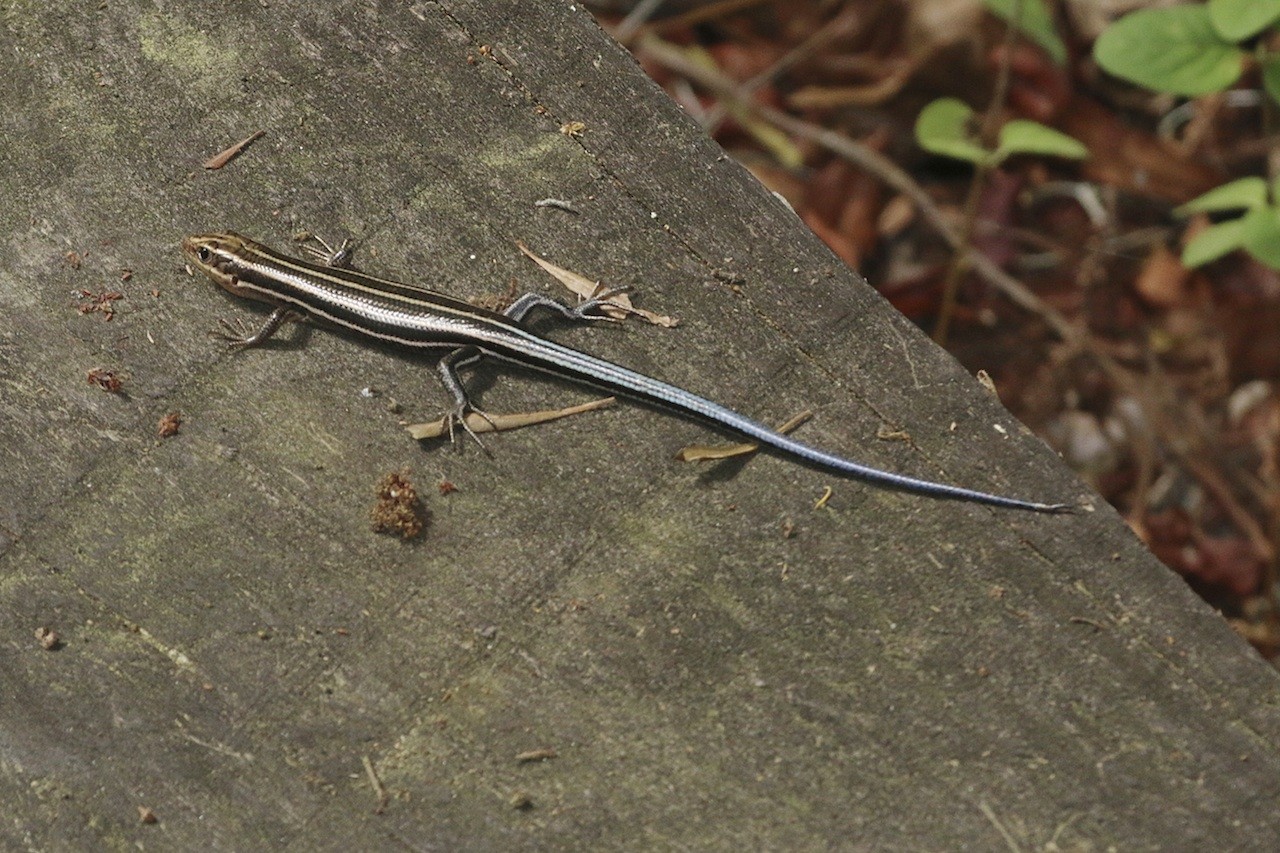 A Blue Tailed Lizard! 