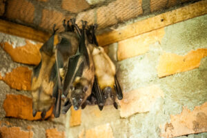 Bats on house