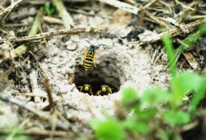 Nest of yellow jacket wasps in my yard