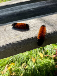Woollybear Caterpillar