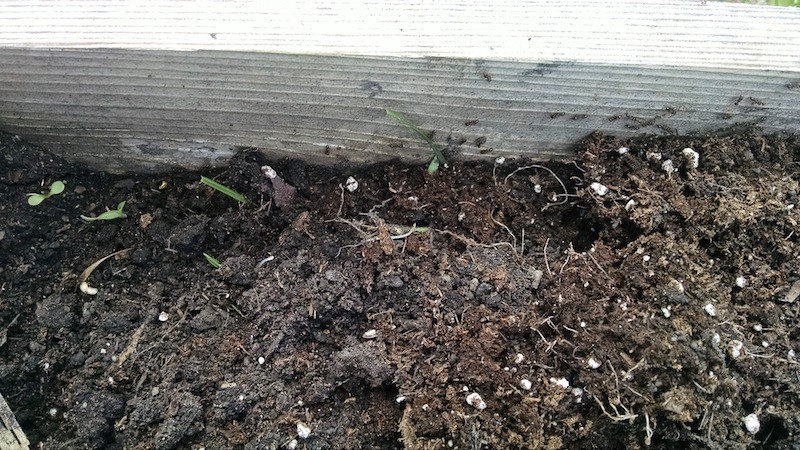 How To Treat Ants In Raised Garden Beds - Pest Control Chemicals 800-877-7290