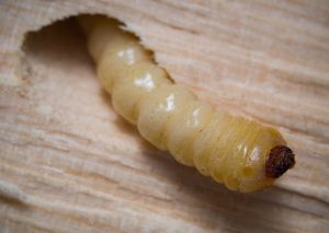 Locust borer larvae