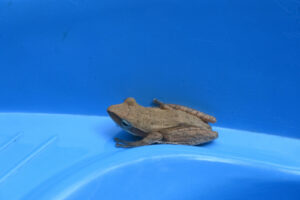 Tree Frog in Pool