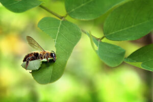 Leaf cutter bee harvesting a leaf