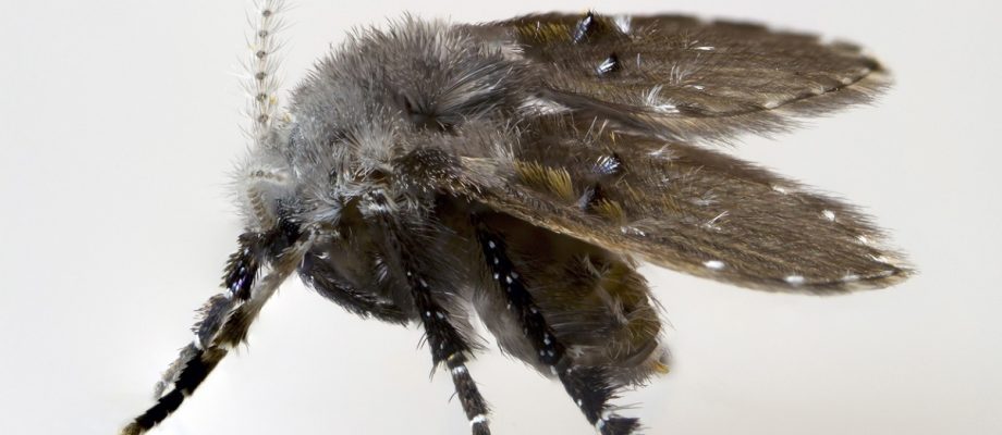 DRAIN MOTH
